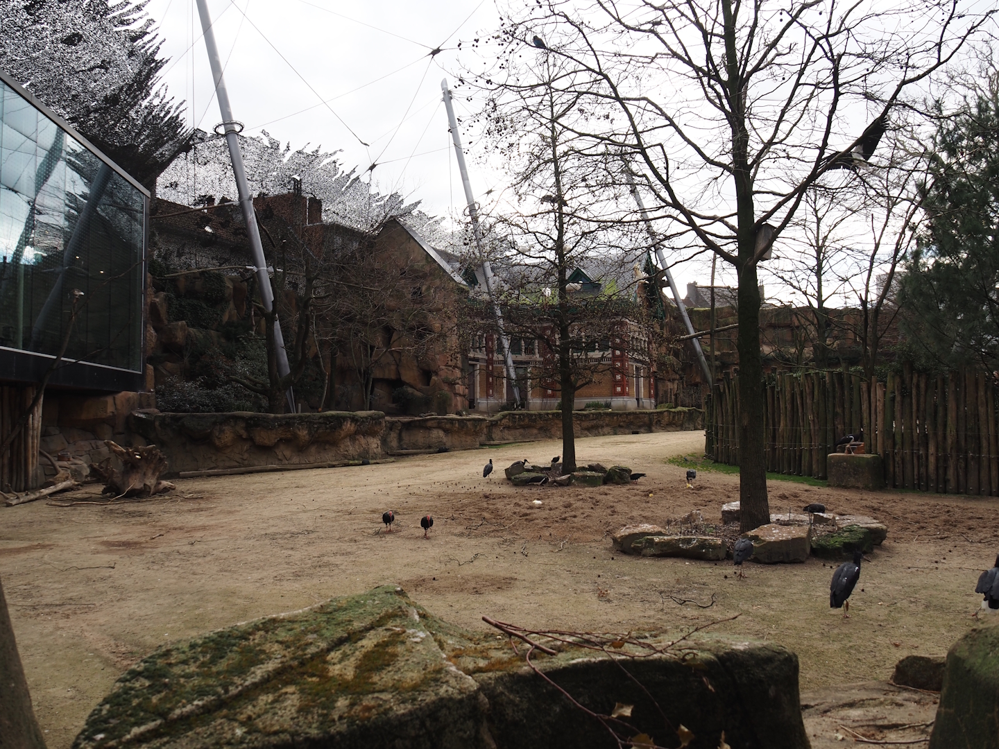 Savanna aviary - Cape buffalo paddock, restaurant windows, bird area and 19th century rhinoceros house now used as a bird house, 2024-03-09
