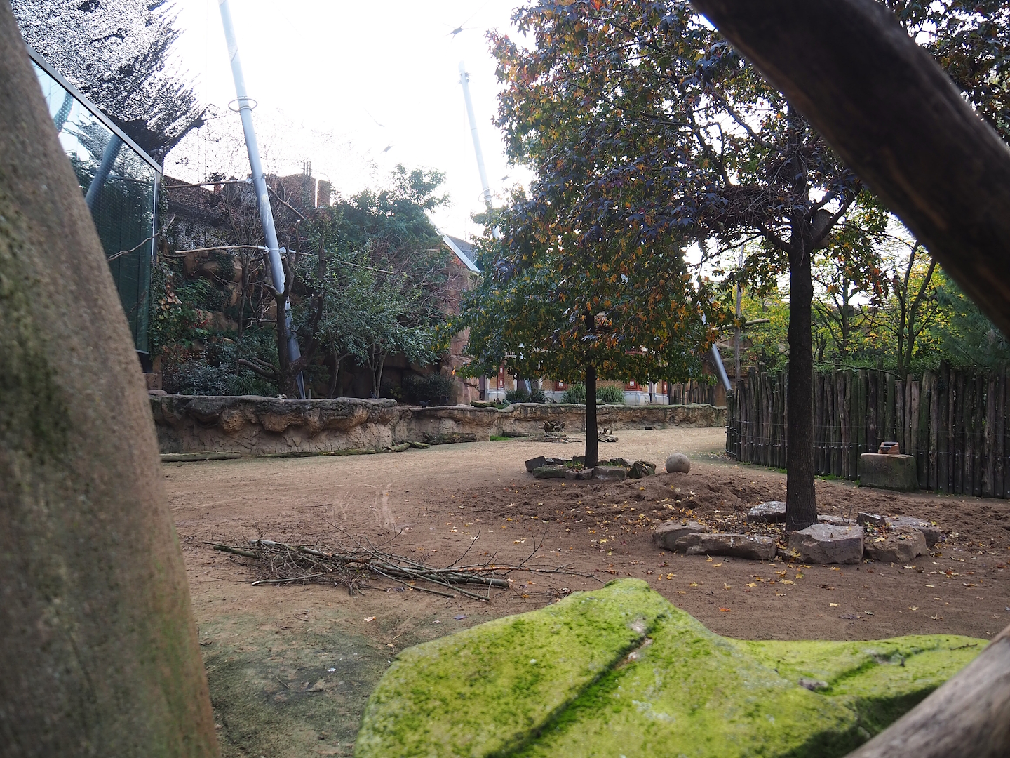 Savanna aviary - Cape buffalo paddock with bird area behind it, 2022-10-29