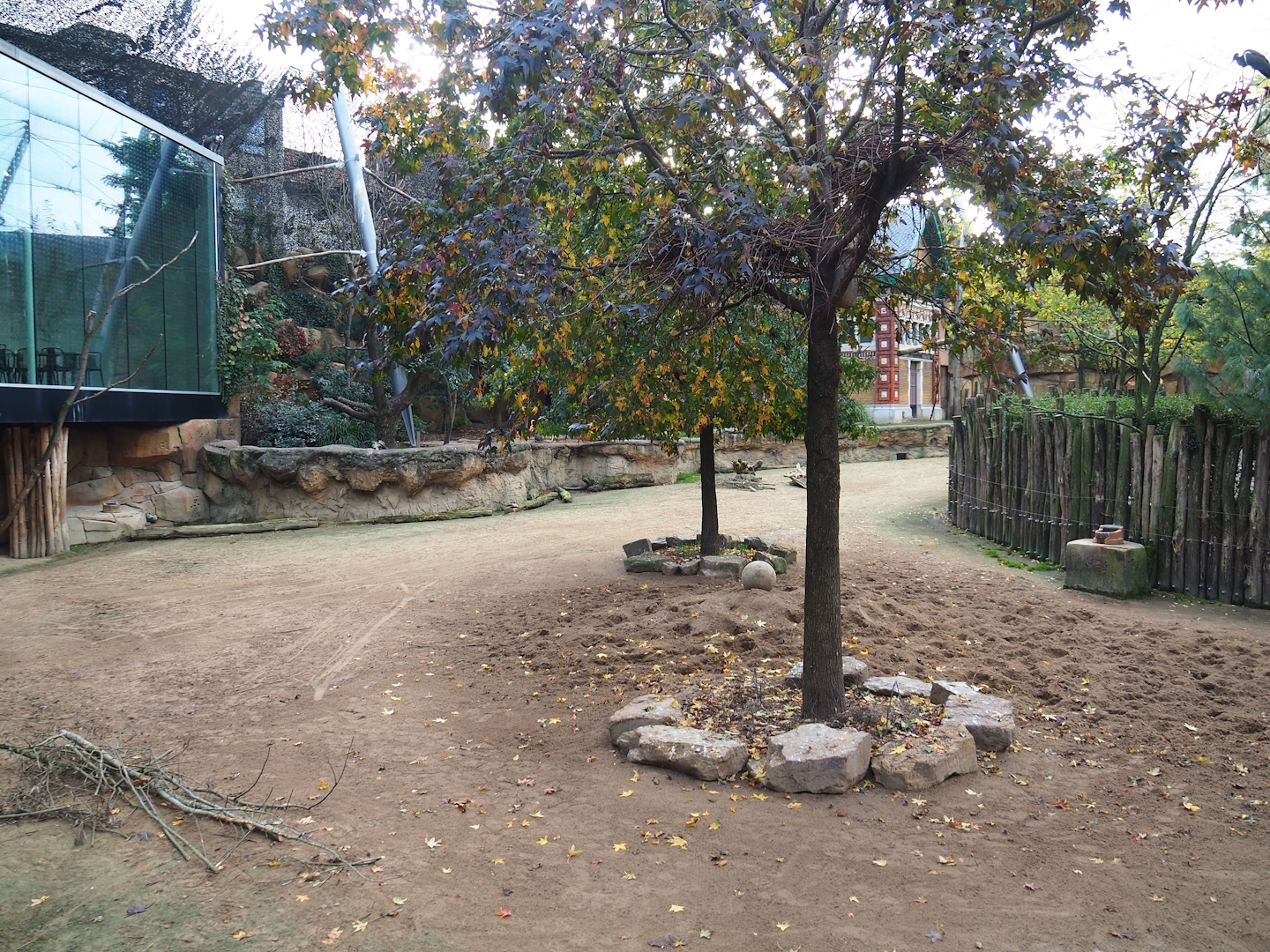 Savanna aviary - Cape buffalo paddock with part of restaurant building on left side and bird area behind it and, 2022-10-29