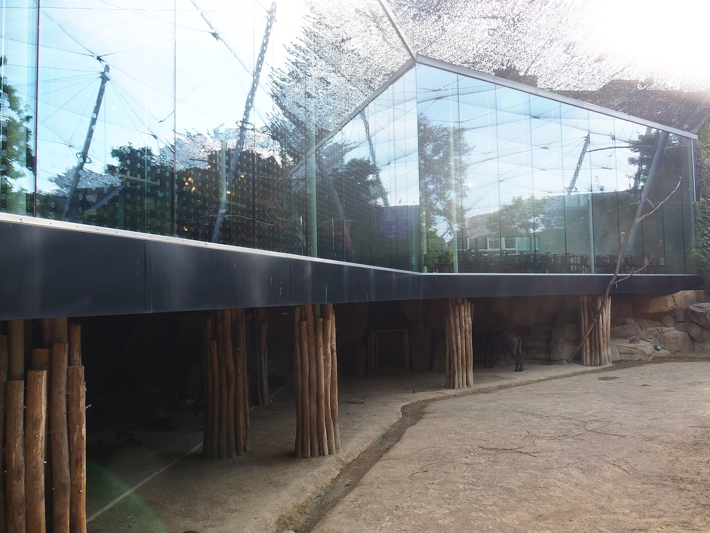 Savanna aviary - Cape buffalo shelter and Savanna restaurant viewing windows, 2022-08-16