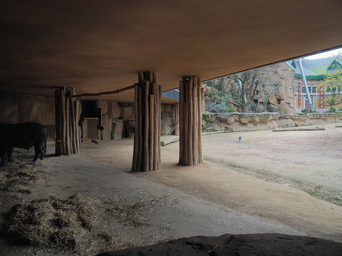 Savanna aviary - Cape buffalo shelter underneath restaurant and part of Cape buffalo paddock, 2023-04-08