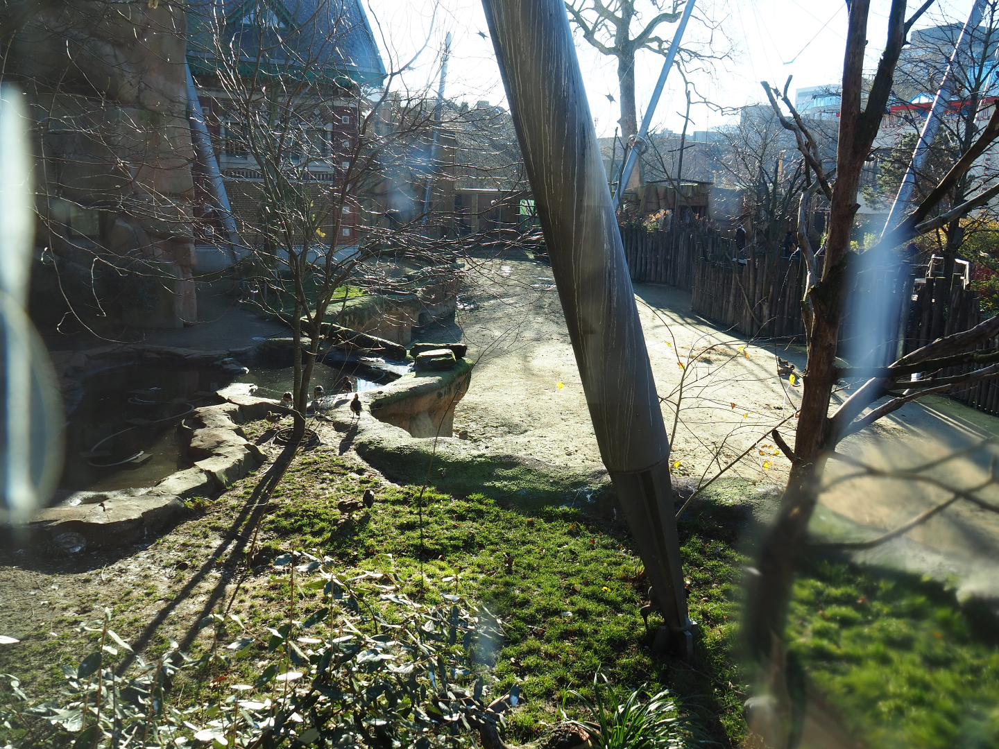 Savanna aviary seen from the restaurant, with bird area and Cape buffalo paddock, 2019-12-30