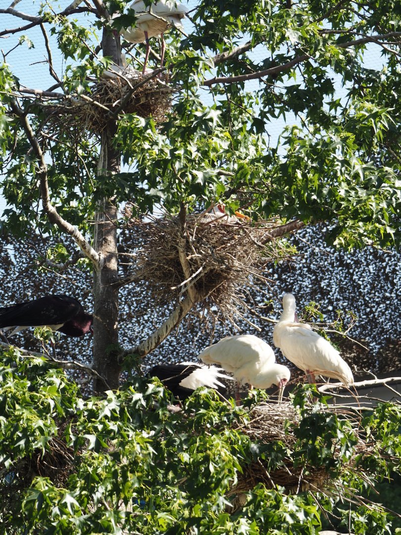 Savanna aviary - Tree with nests of three species, 2025-05-14