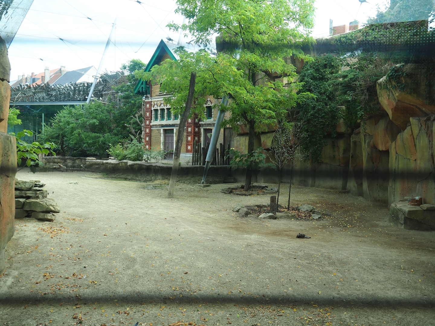 Savanna aviary with cape buffaloes and African birds, a2023-07-22