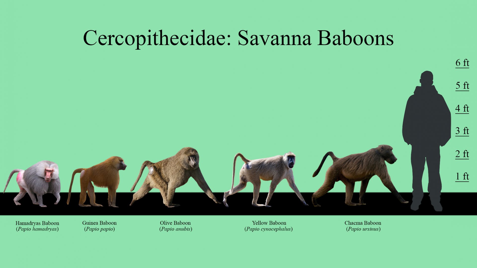 Savanna Baboons Size Chart
