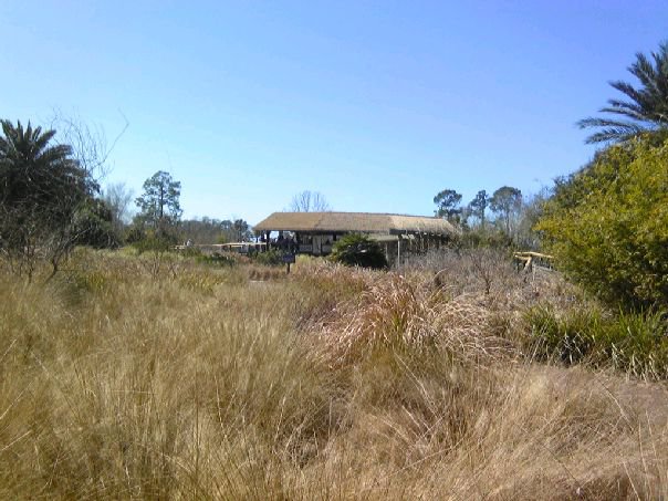 Savanna Bloom Garden
