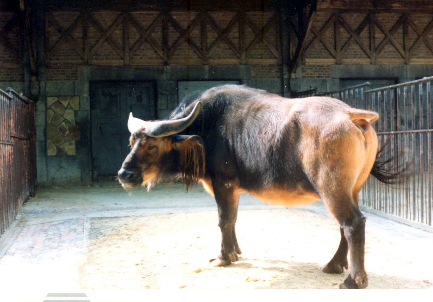 Savanna Buffalo / Antwerp Zoo May 1991