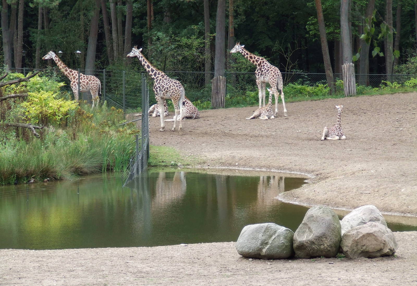 Savanna, Burgers Safari