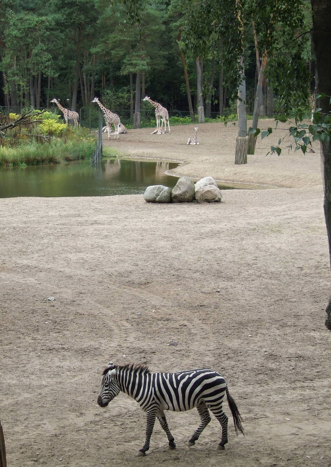 Savanna, Burgers Safari