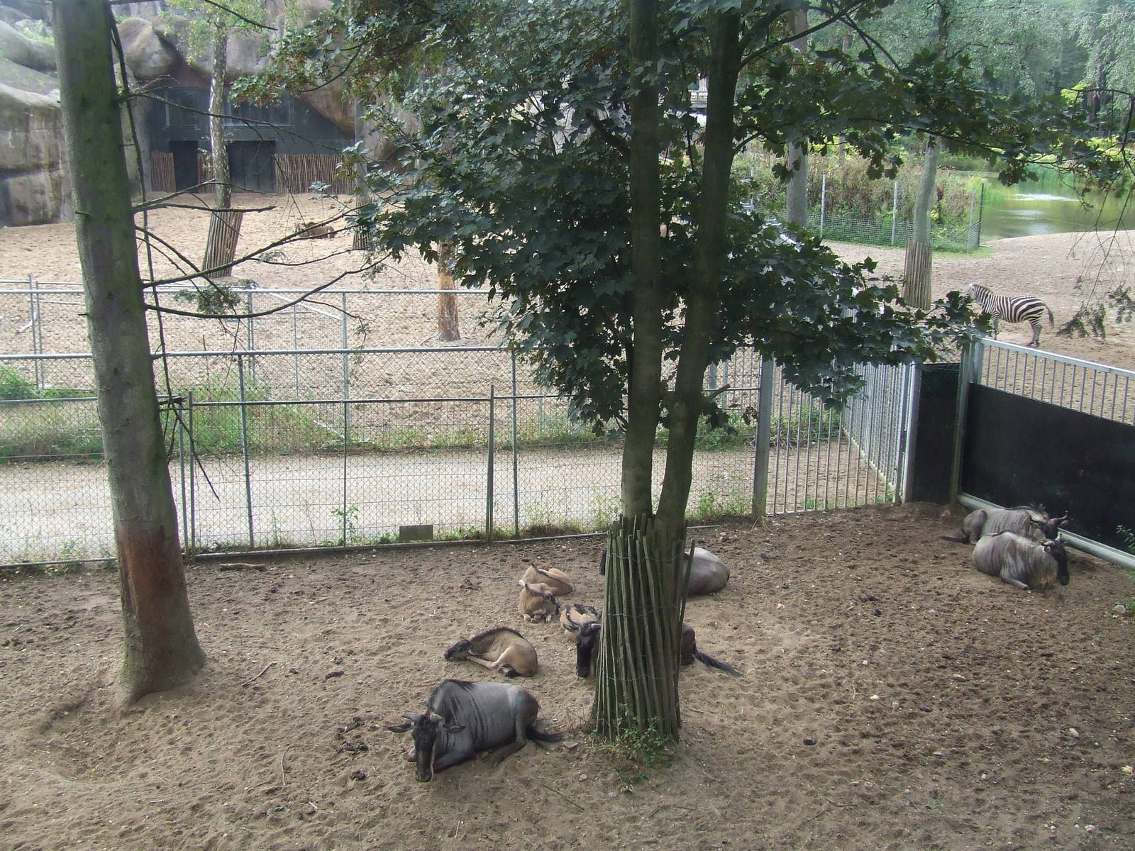 Savanna, Burgers Safari