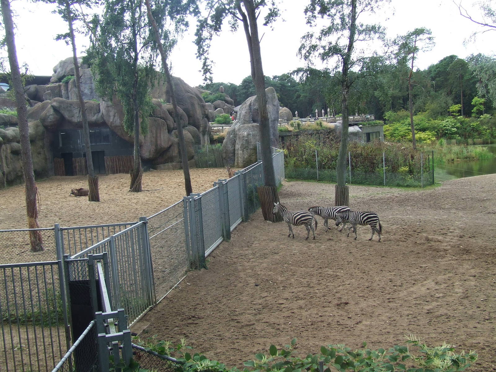 Savanna, Burgers Safari