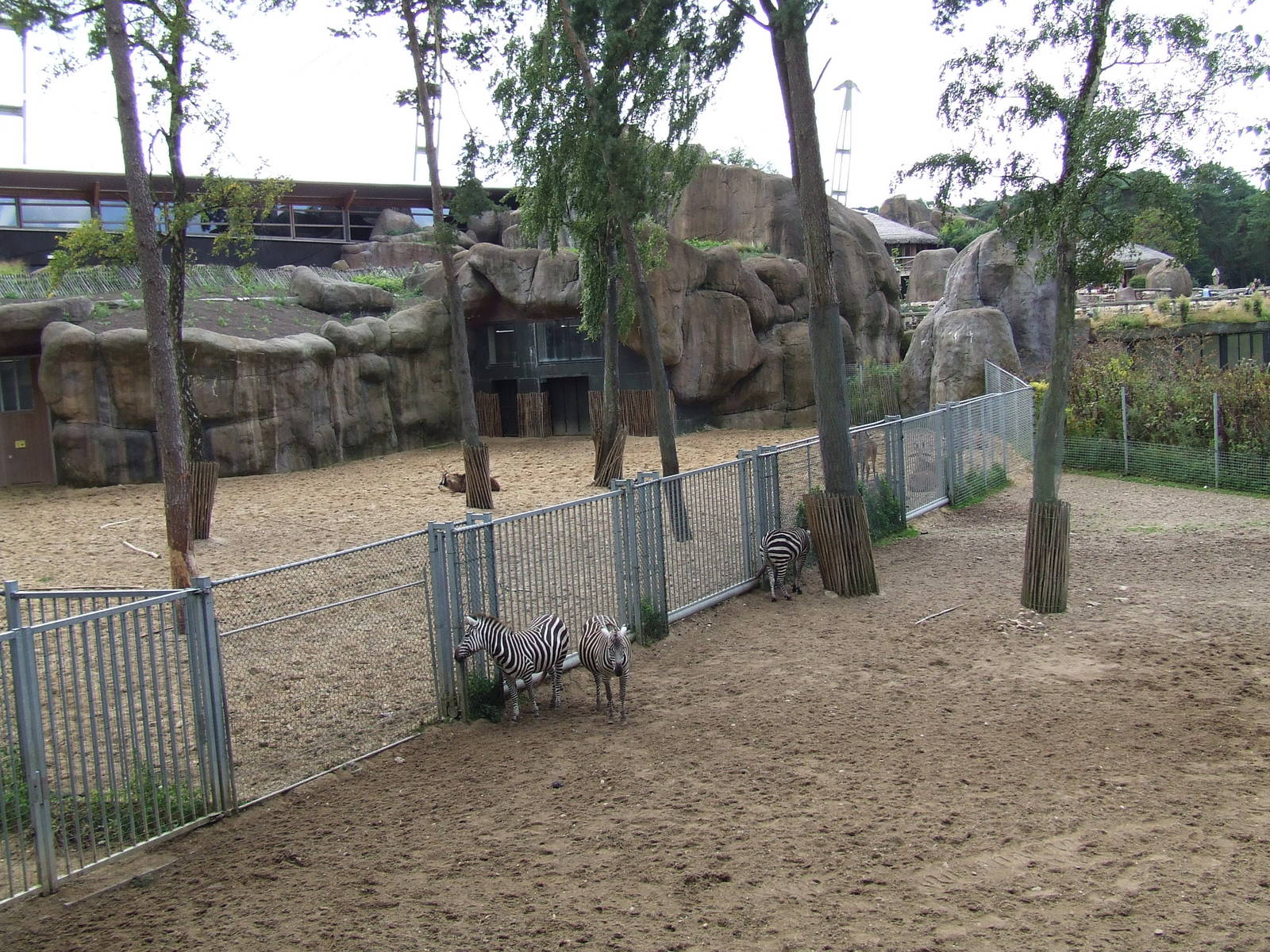 Savanna, Burgers Safari