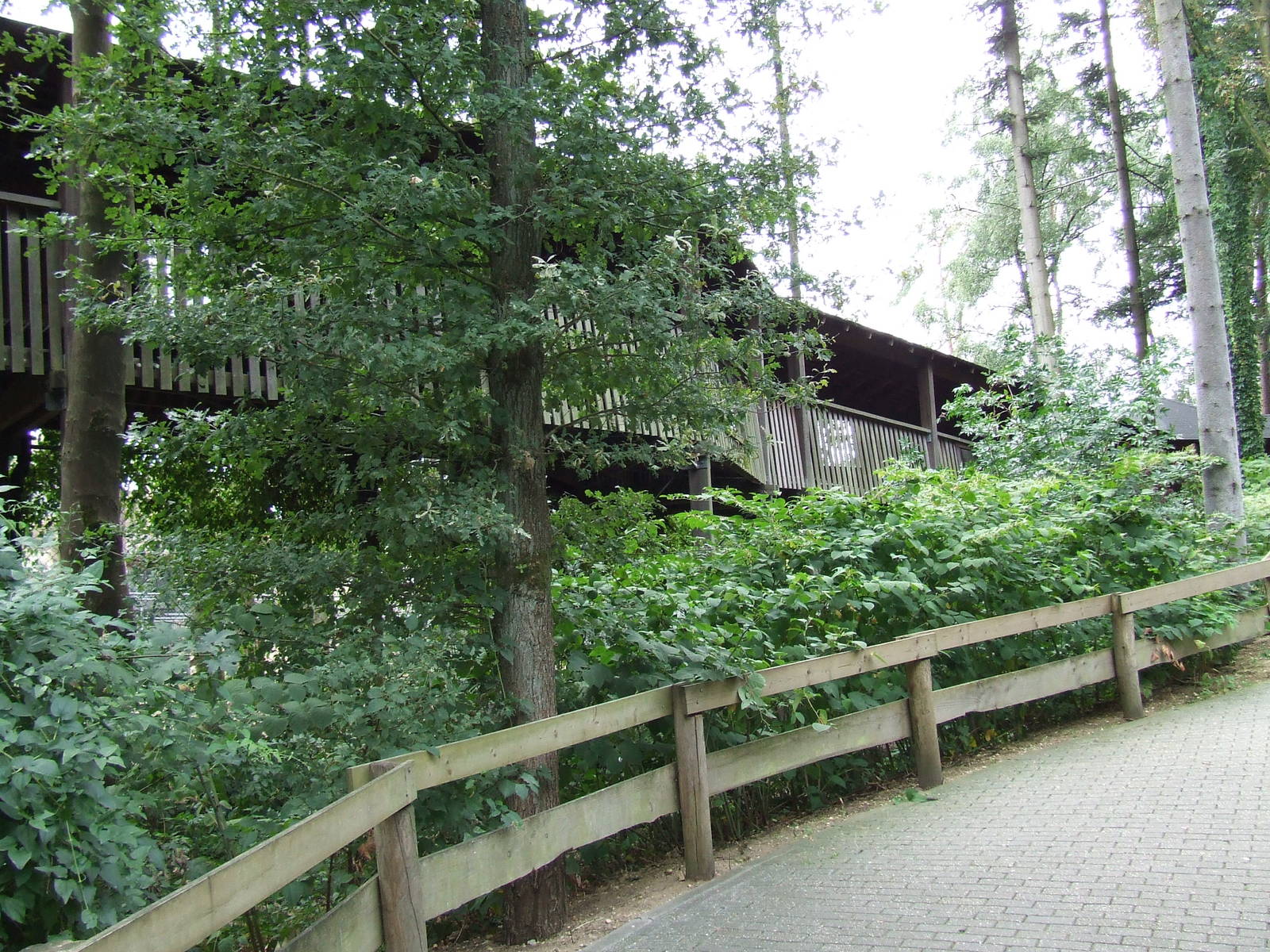 Savanna, Burgers Safari