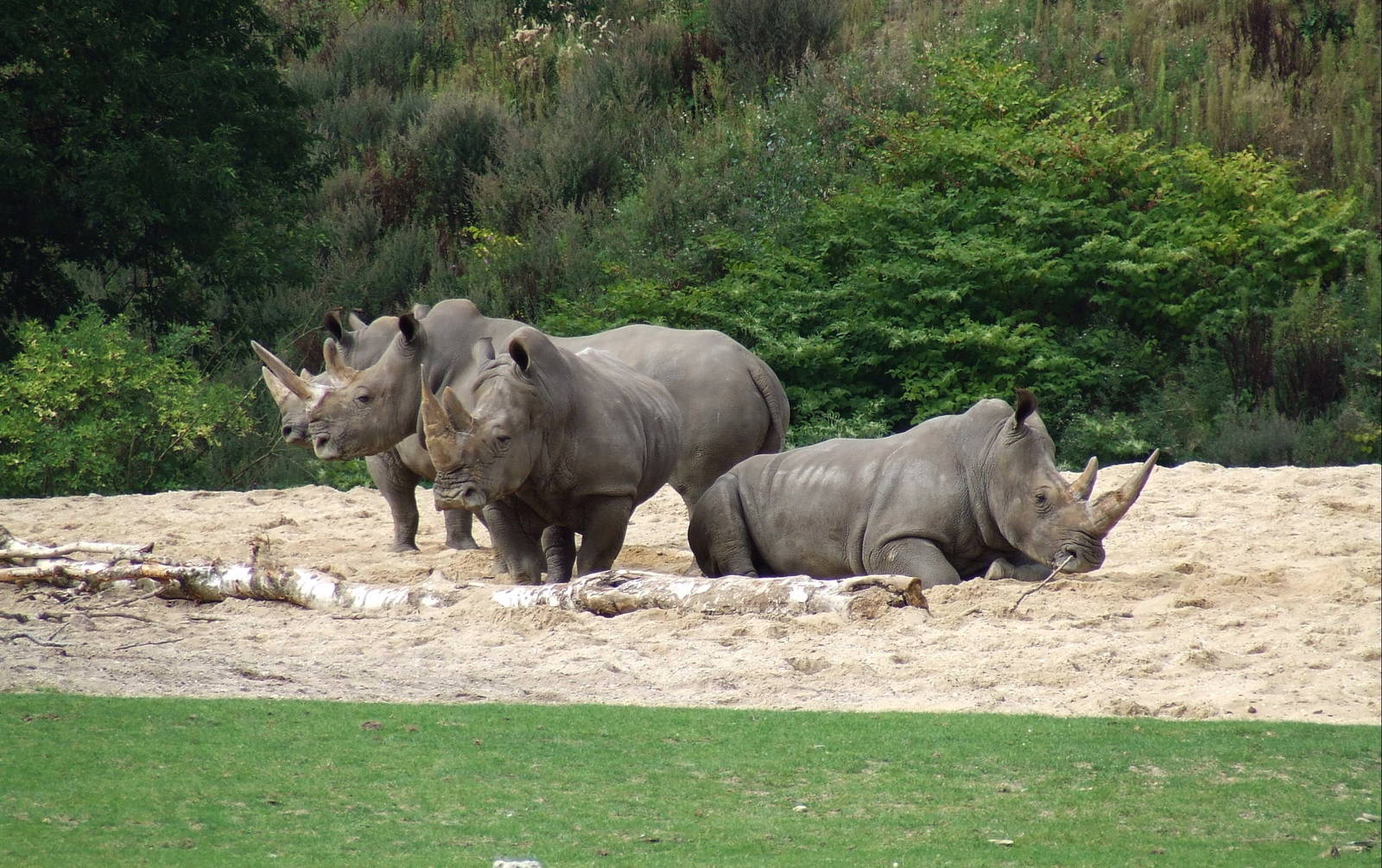 Savanna, Burgers Safari