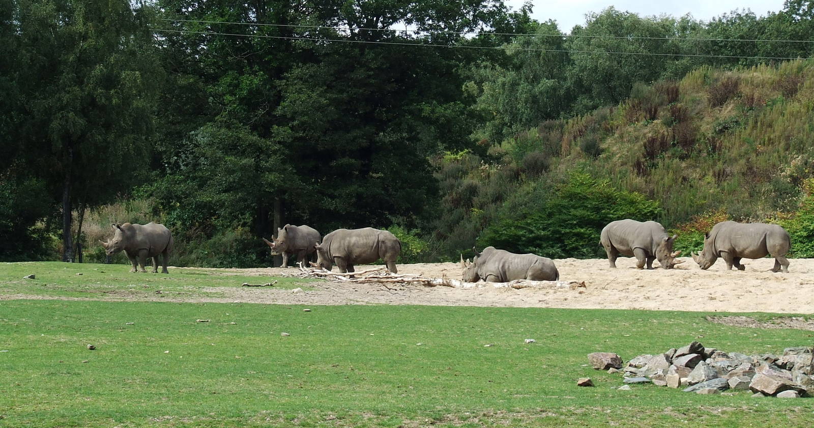 Savanna, Burgers Safari