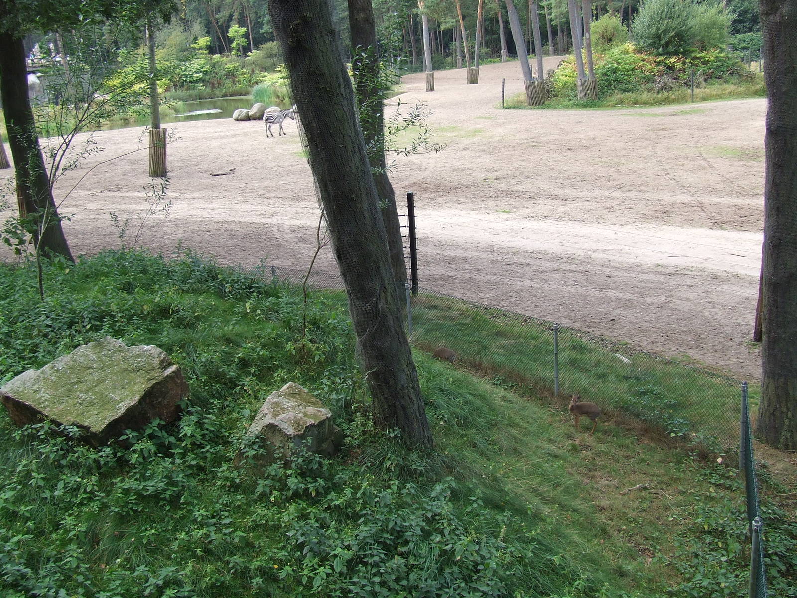 Savanna, Burgers Safari