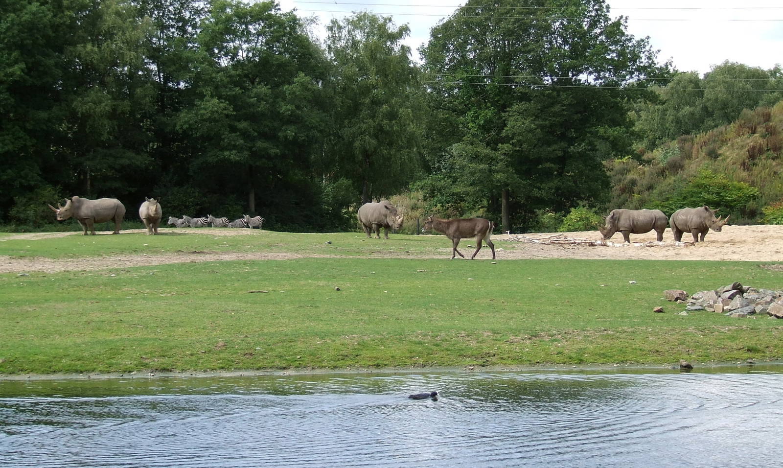 Savanna, Burgers Safari