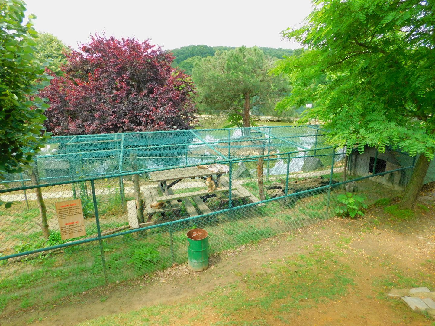 Savanna Cat Enclosure