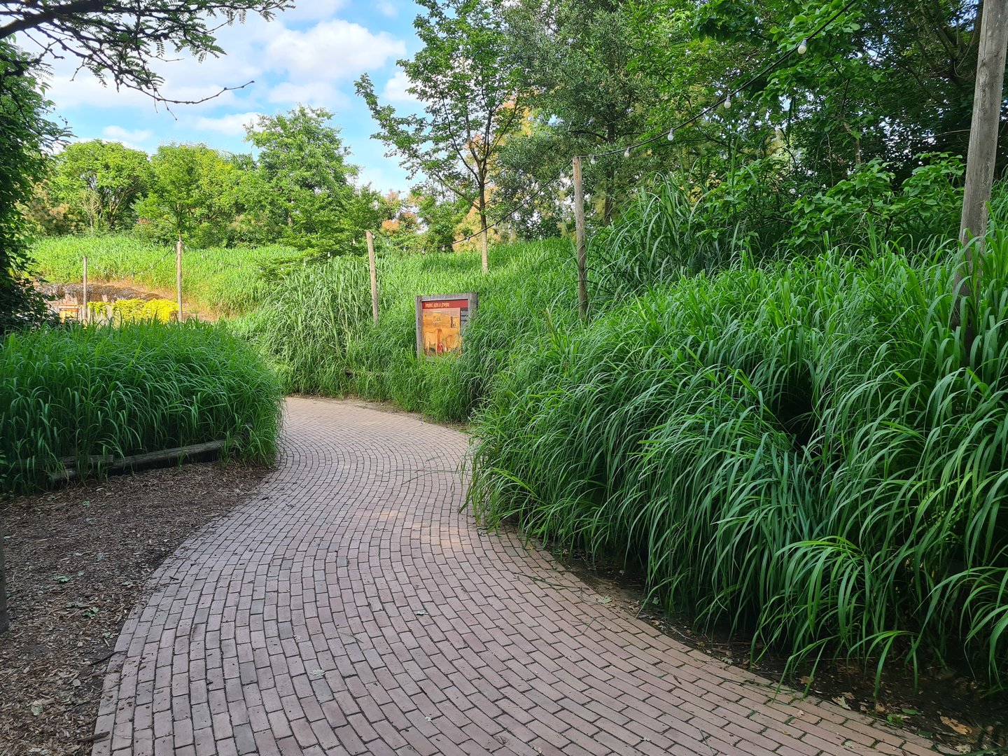 Savanna - Elephant grass around Lion enclosure
