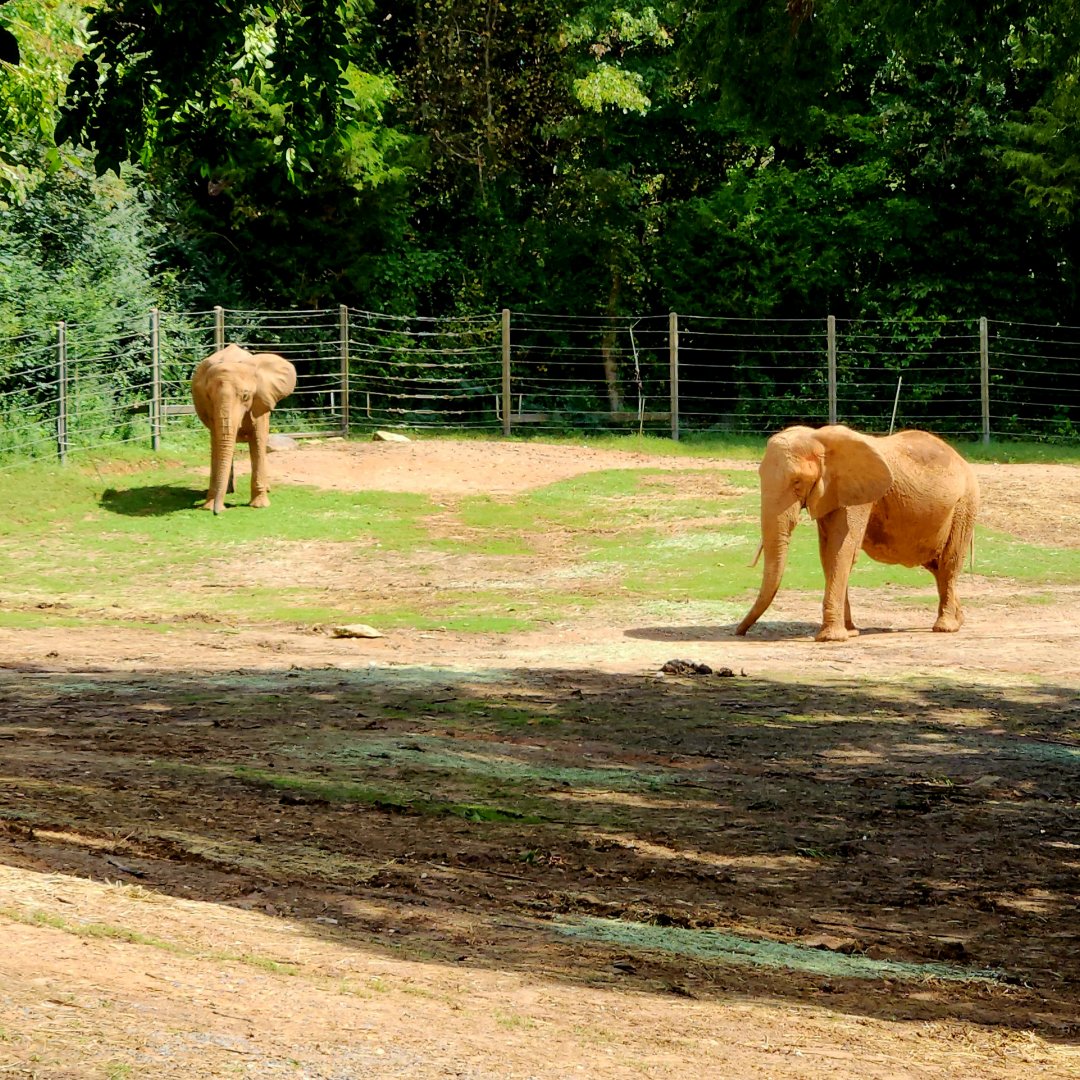 Savanna Elephants (Loxodonta africana)