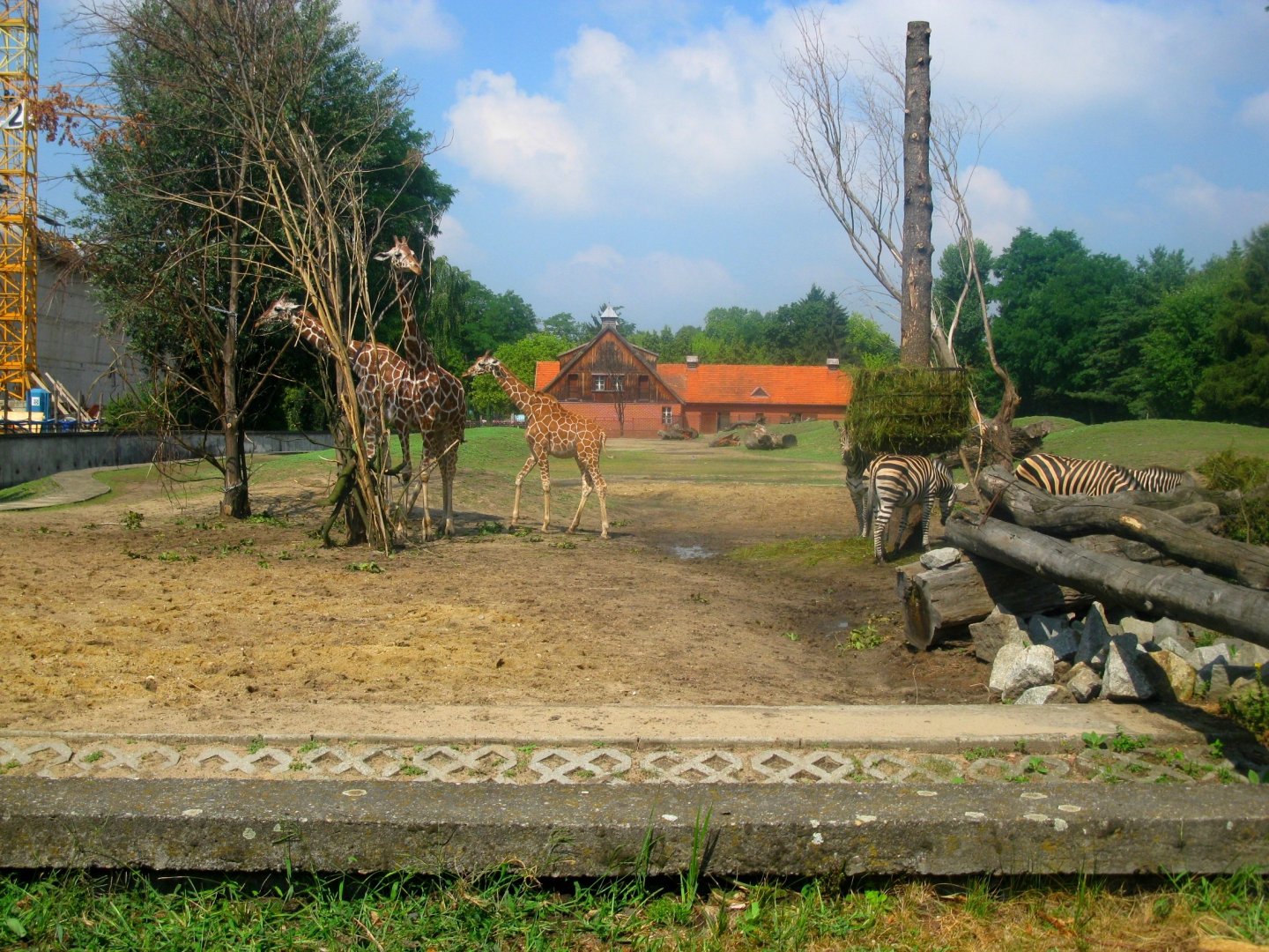 Savanna enclosure - 08.2013