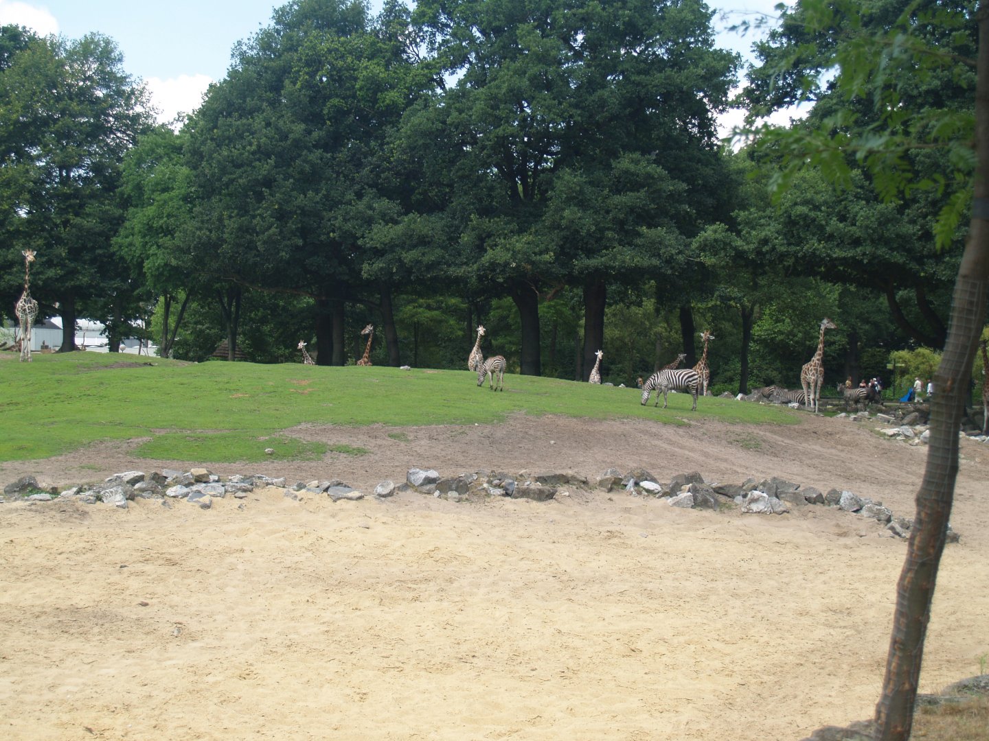 Savanna exhibit, 2006-07-08