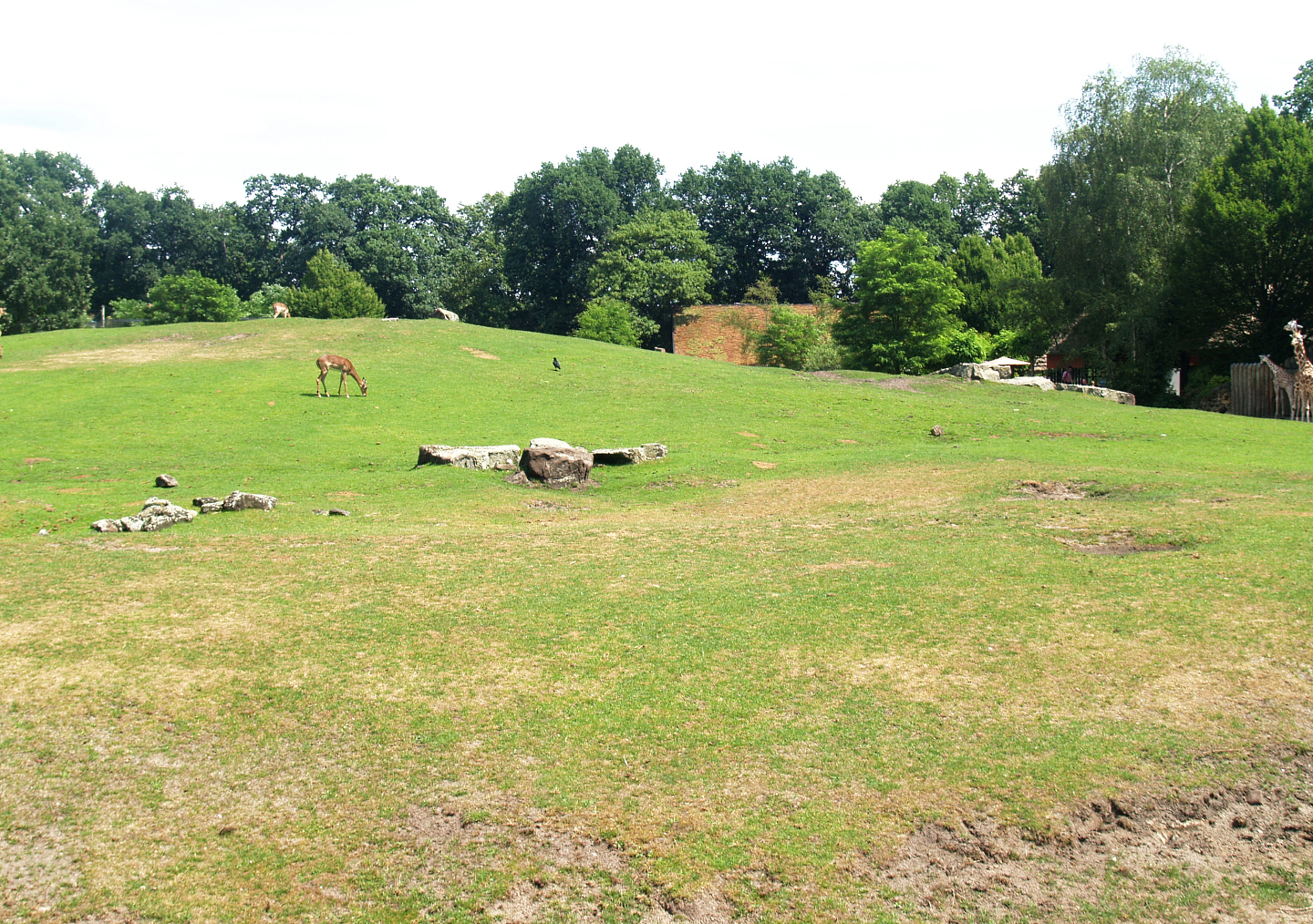Savanna exhibit, 2006-07-08