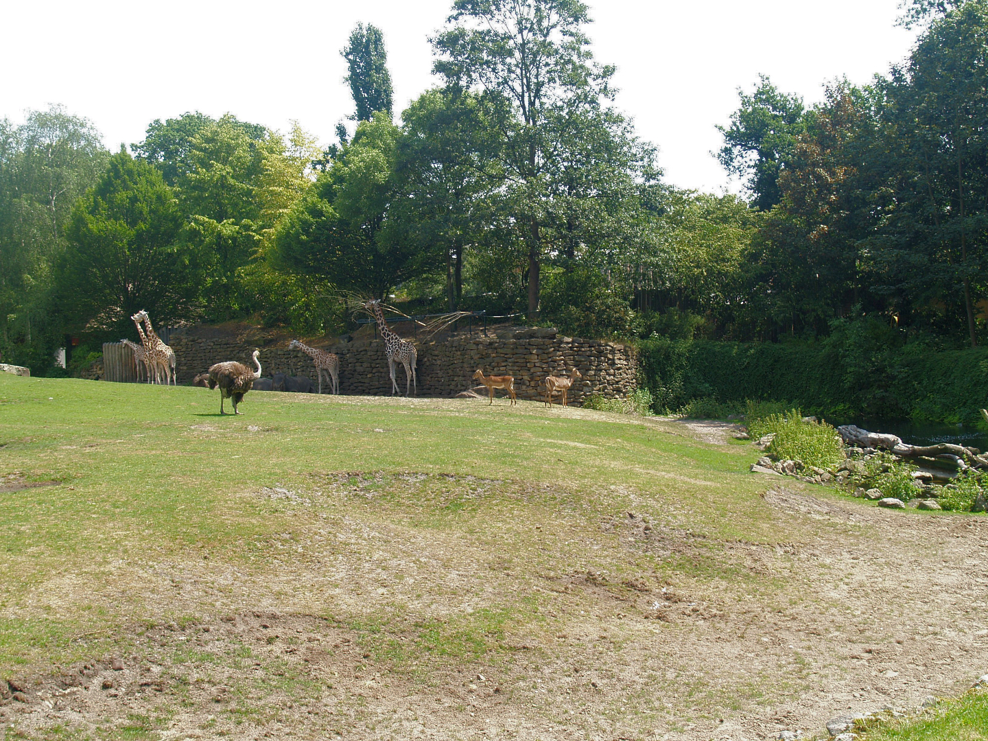 Savanna exhibit, 2006-07-08