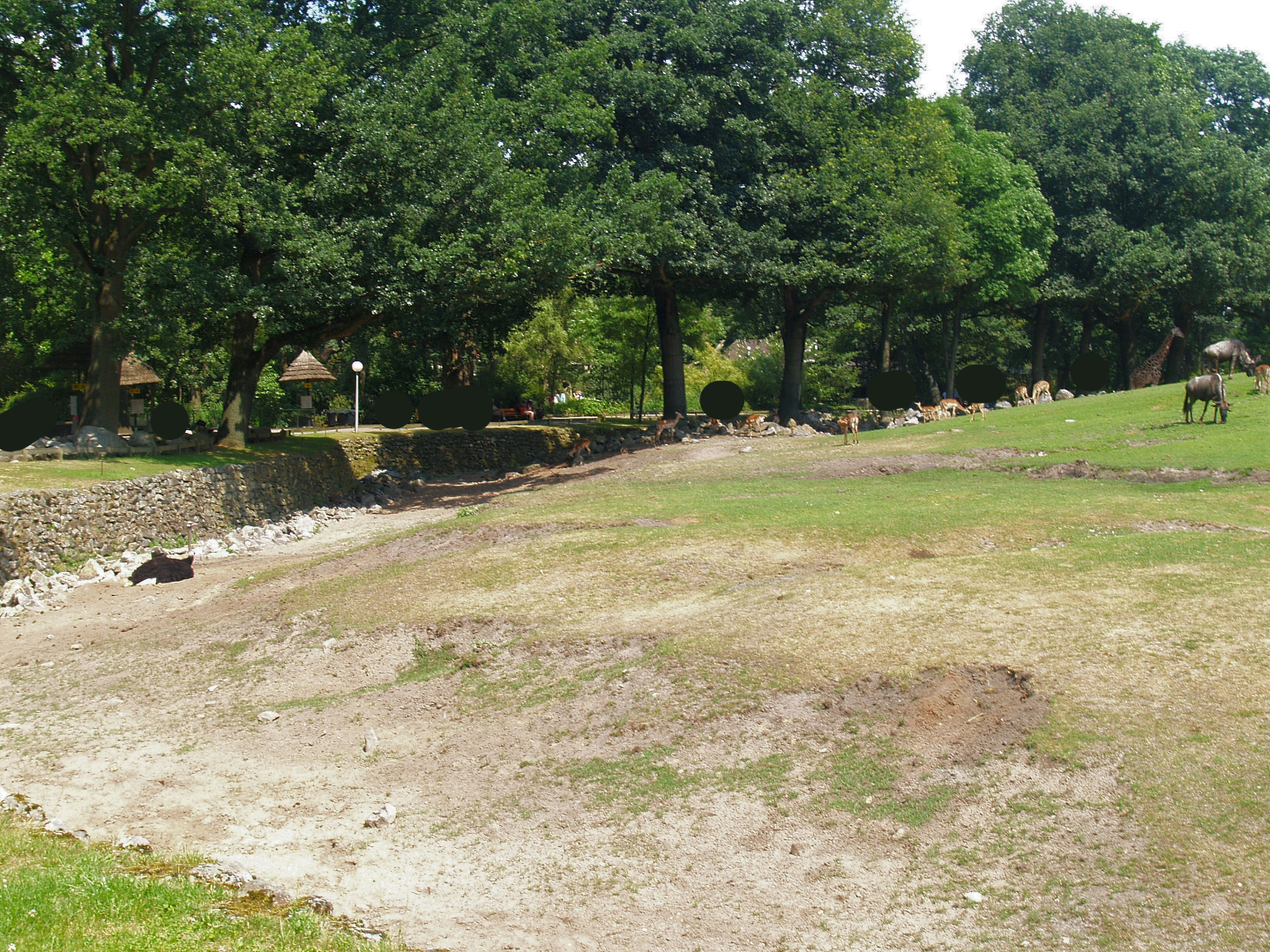 Savanna exhibit, 2006-07-08