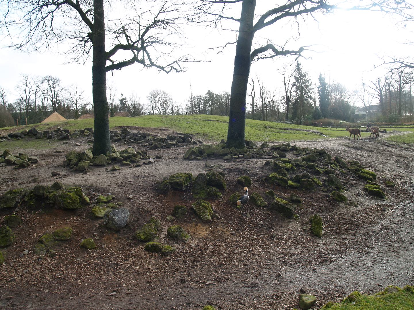 Savanna exhibit, 2008-03-01
