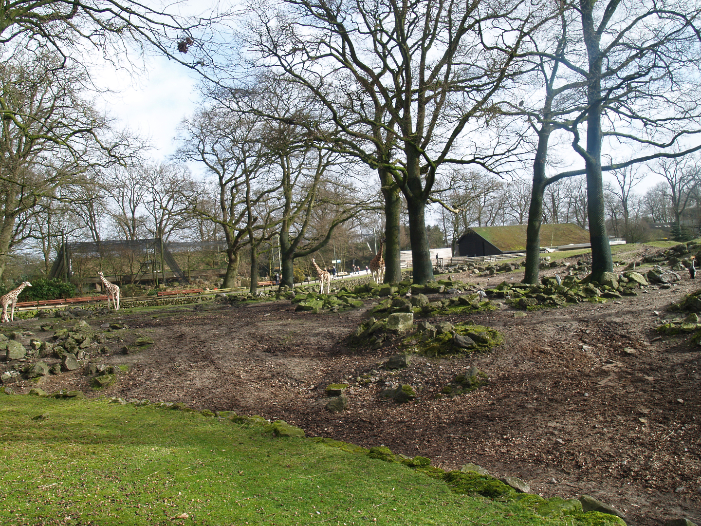 Savanna exhibit, 2008-03-01