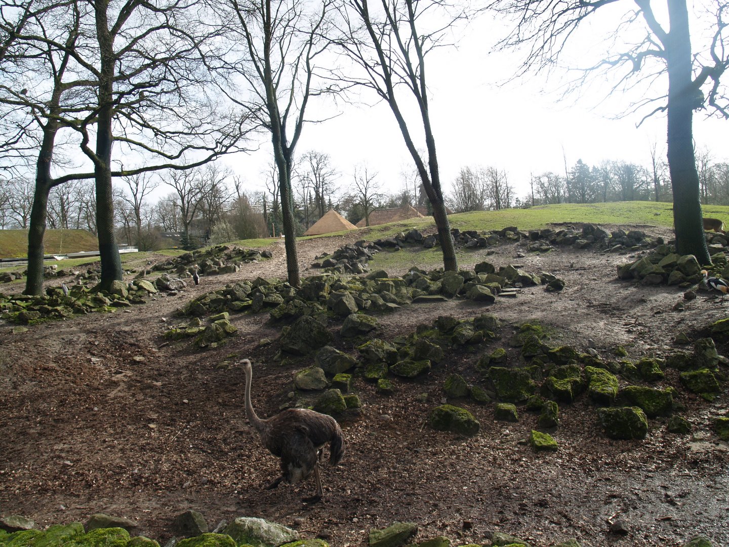 Savanna exhibit, 2008-03-01