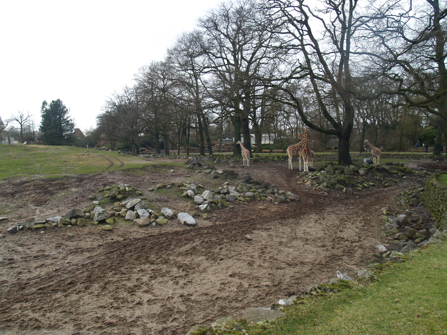 Savanna exhibit, 2008-03-01