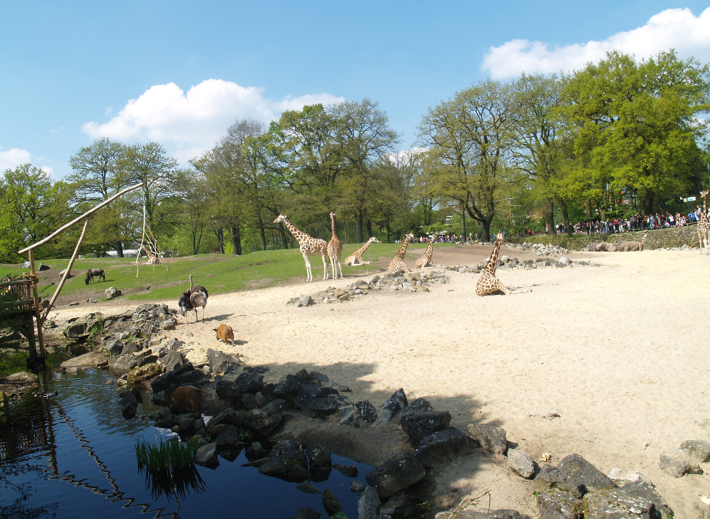 Savanna exhibit, 2009-04-19