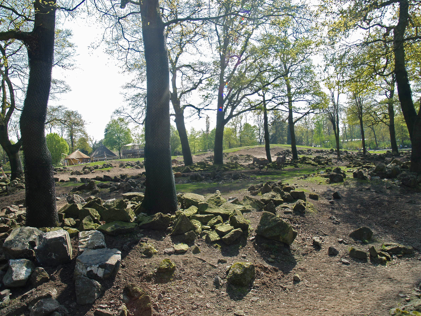 Savanna exhibit, 2009-04-19