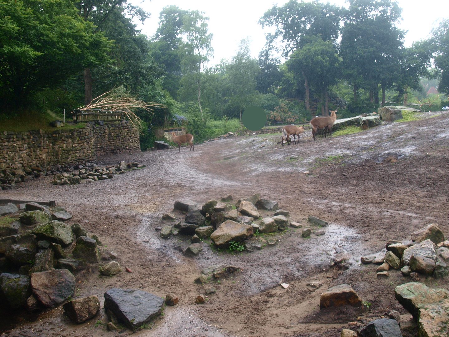 Savanna exhibit, 2015-07-19