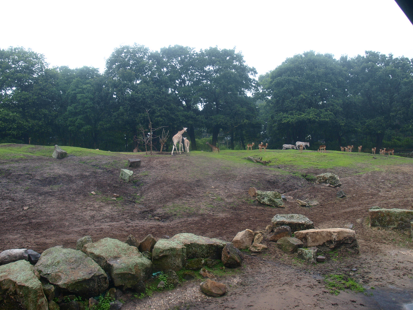 Savanna exhibit, 2015-07-19