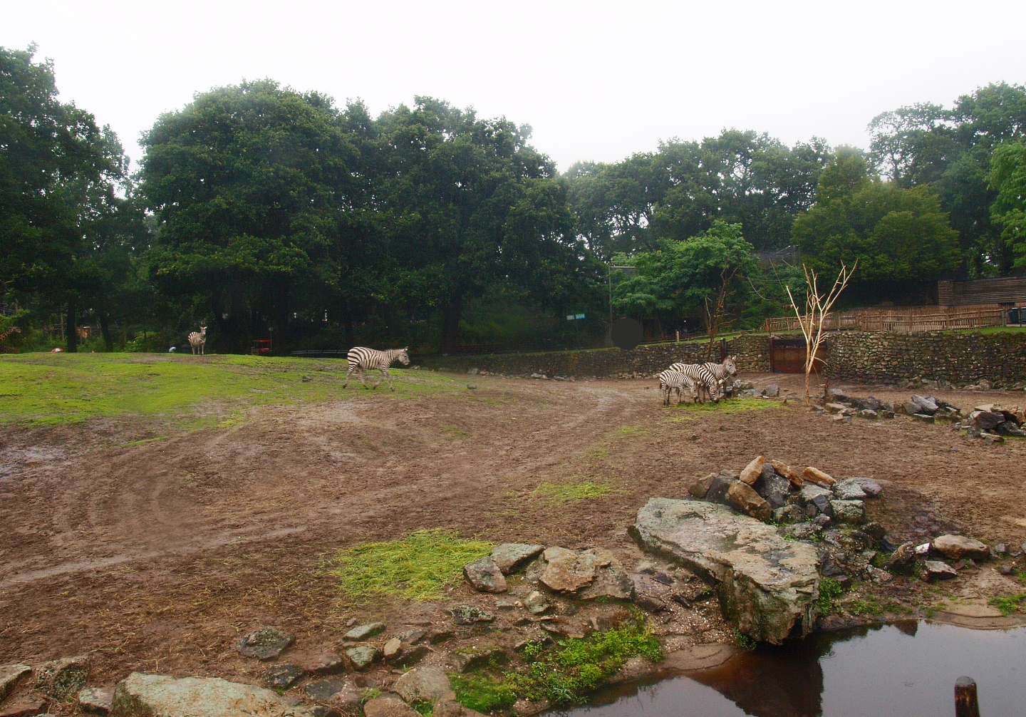 Savanna exhibit, 2015-07-19