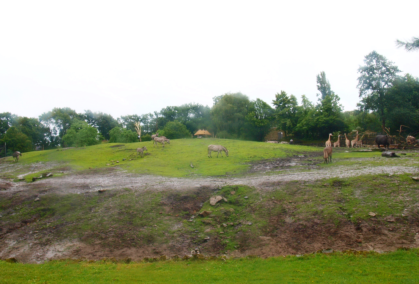 Savanna exhibit, 2015-07-19
