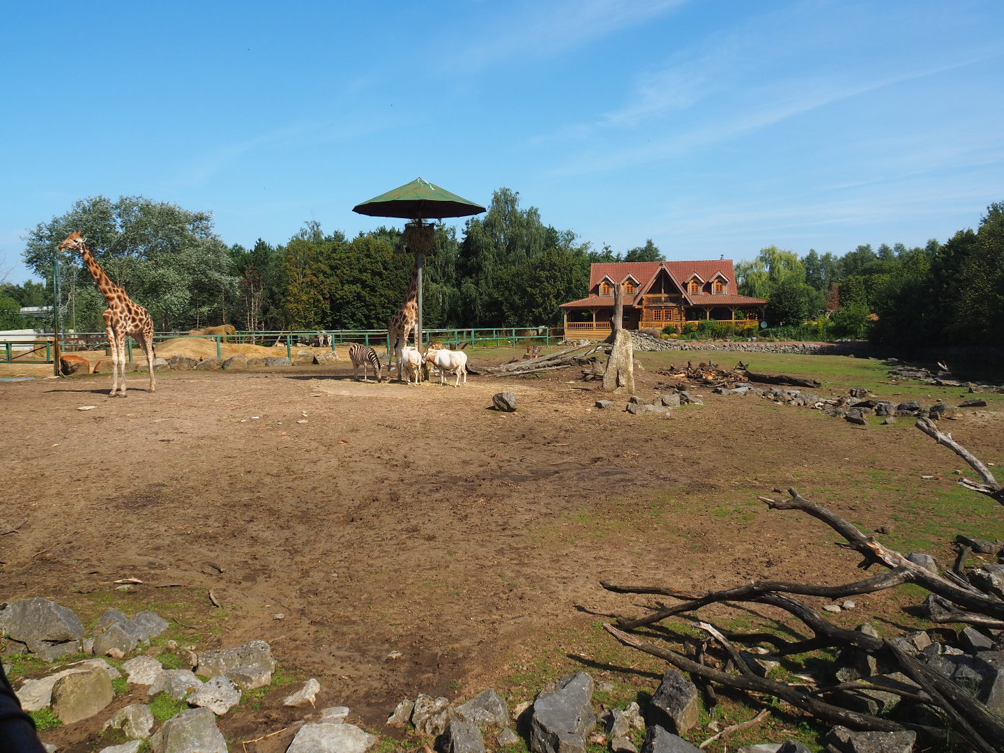 Savanna exhibit, 2019-08-04