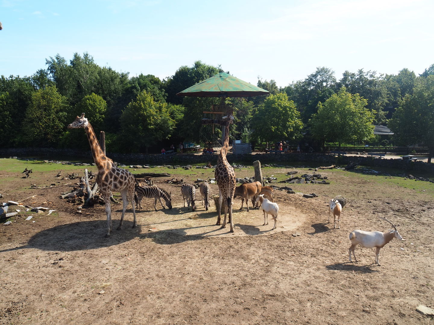 Savanna exhibit, 2019-08-04