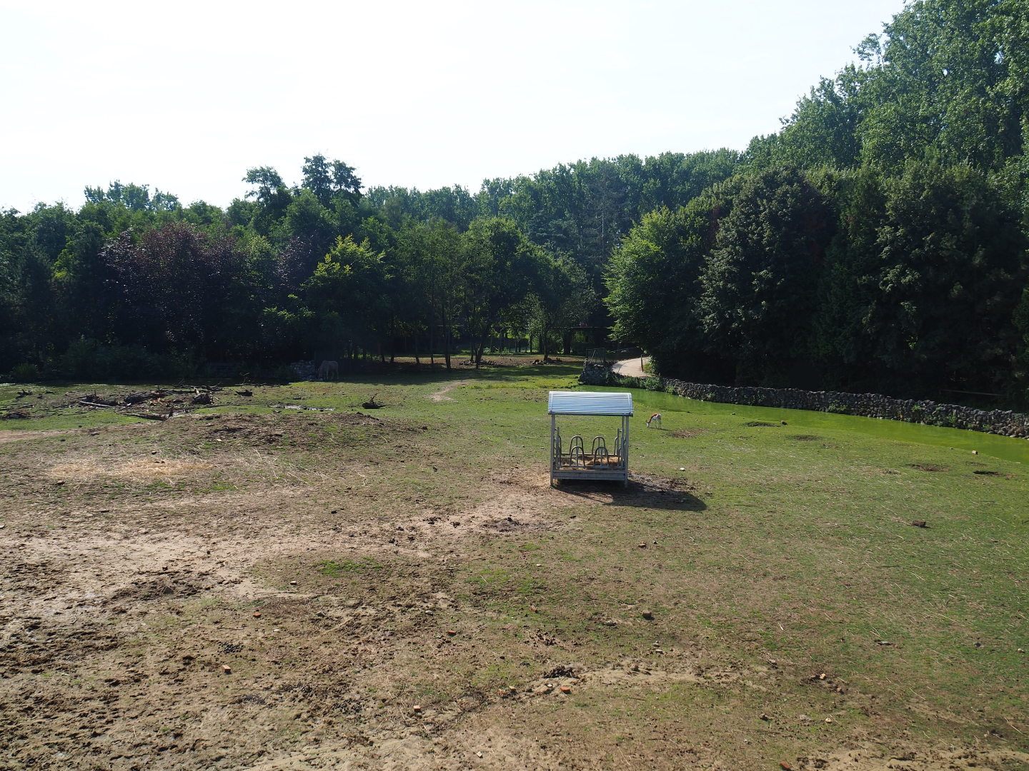 Savanna exhibit, 2019-08-04