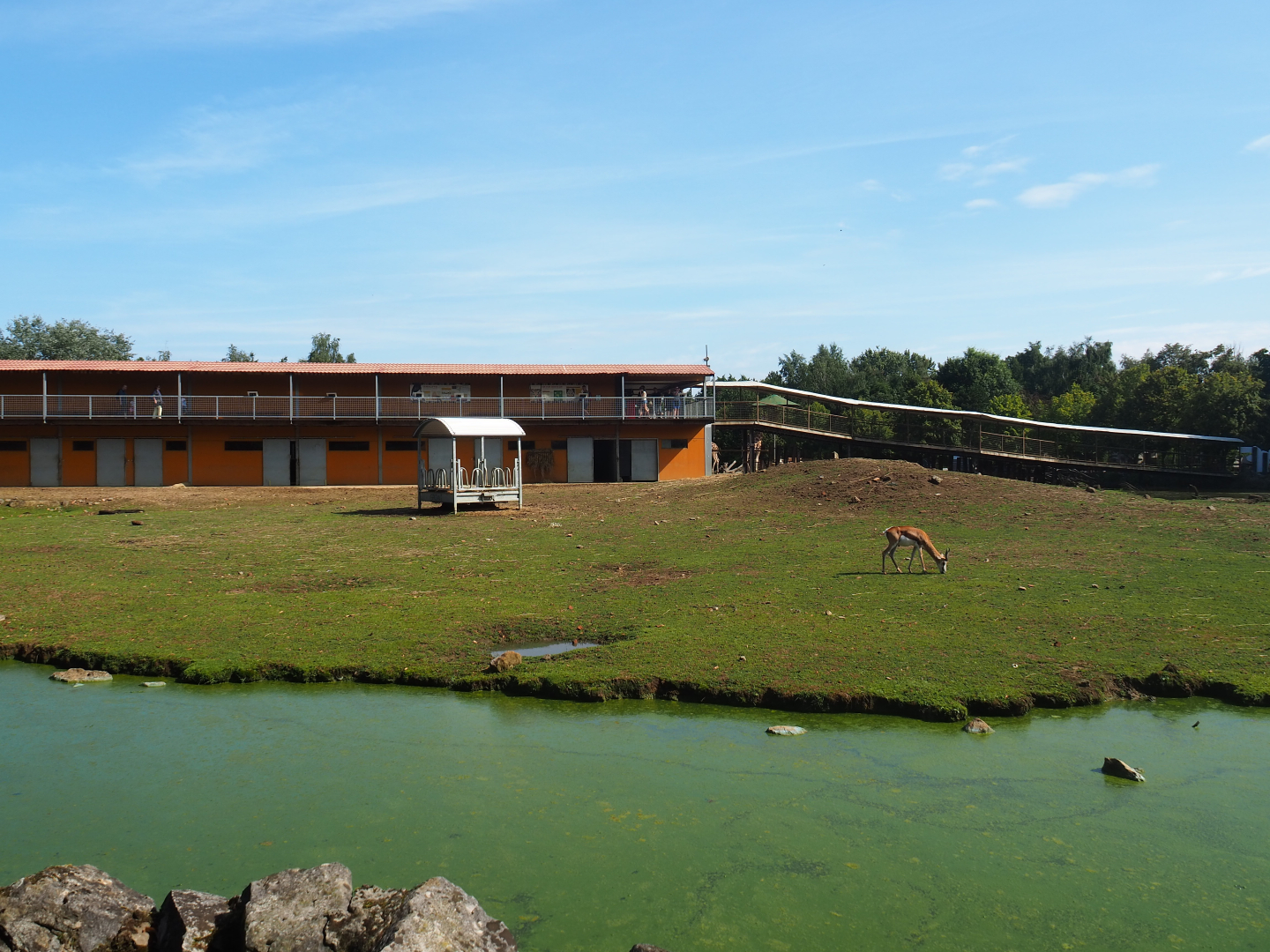 Savanna exhibit, 2019-08-04