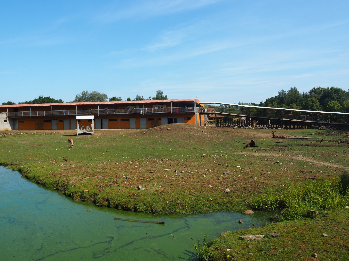 Savanna exhibit, 2019-08-04