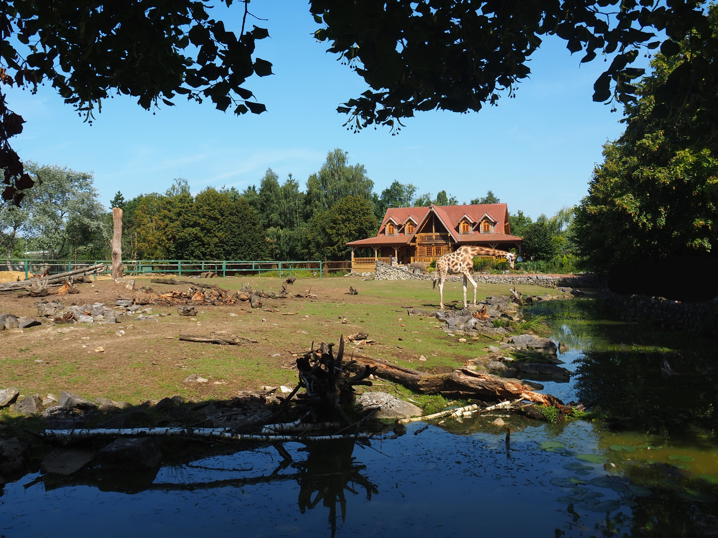 Savanna exhibit, 2019-08-04