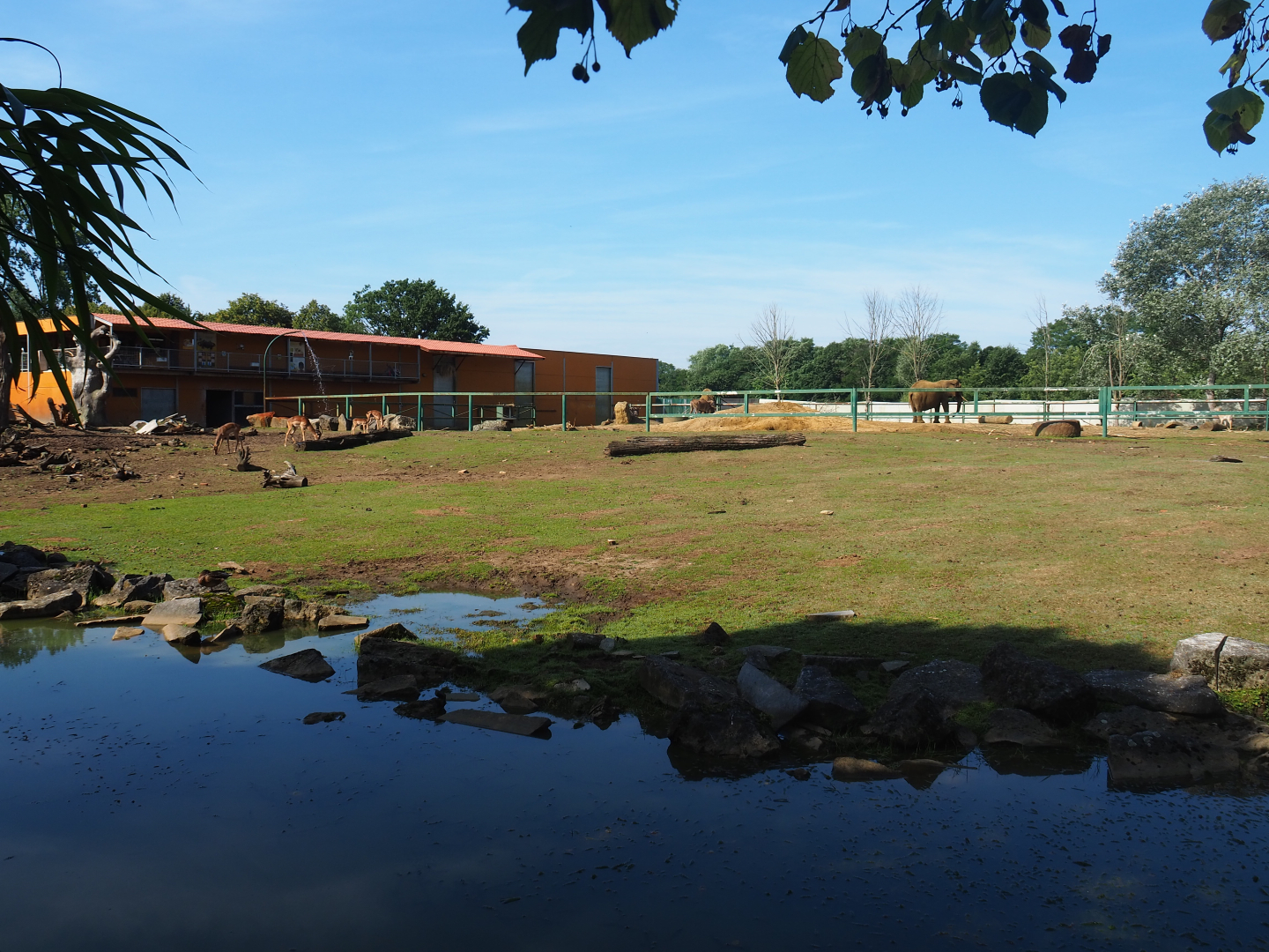 Savanna exhibit, 2019-08-11