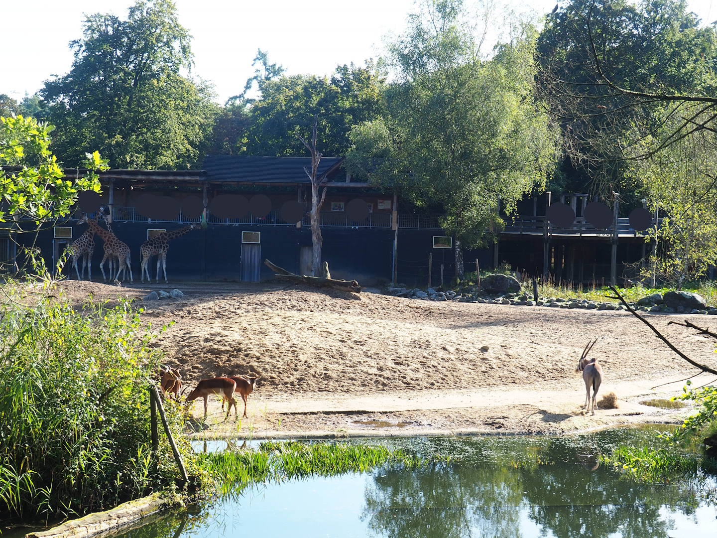 Savanna exhibit, 2023-09-24