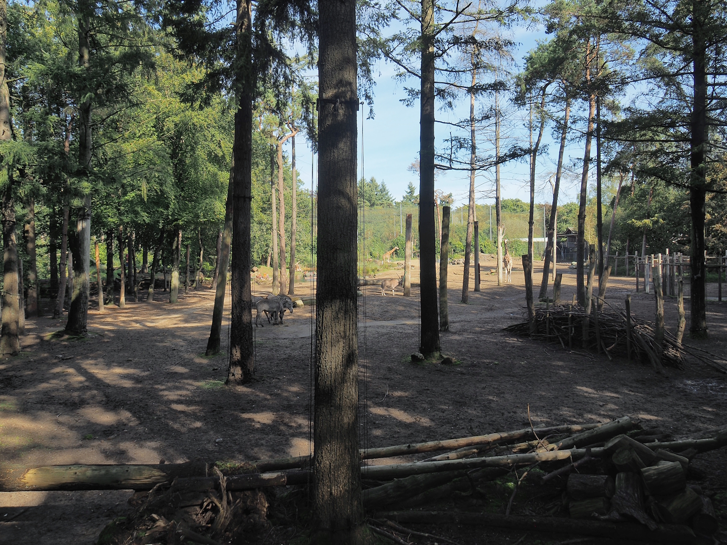 Savanna exhibit, 2023-09-24