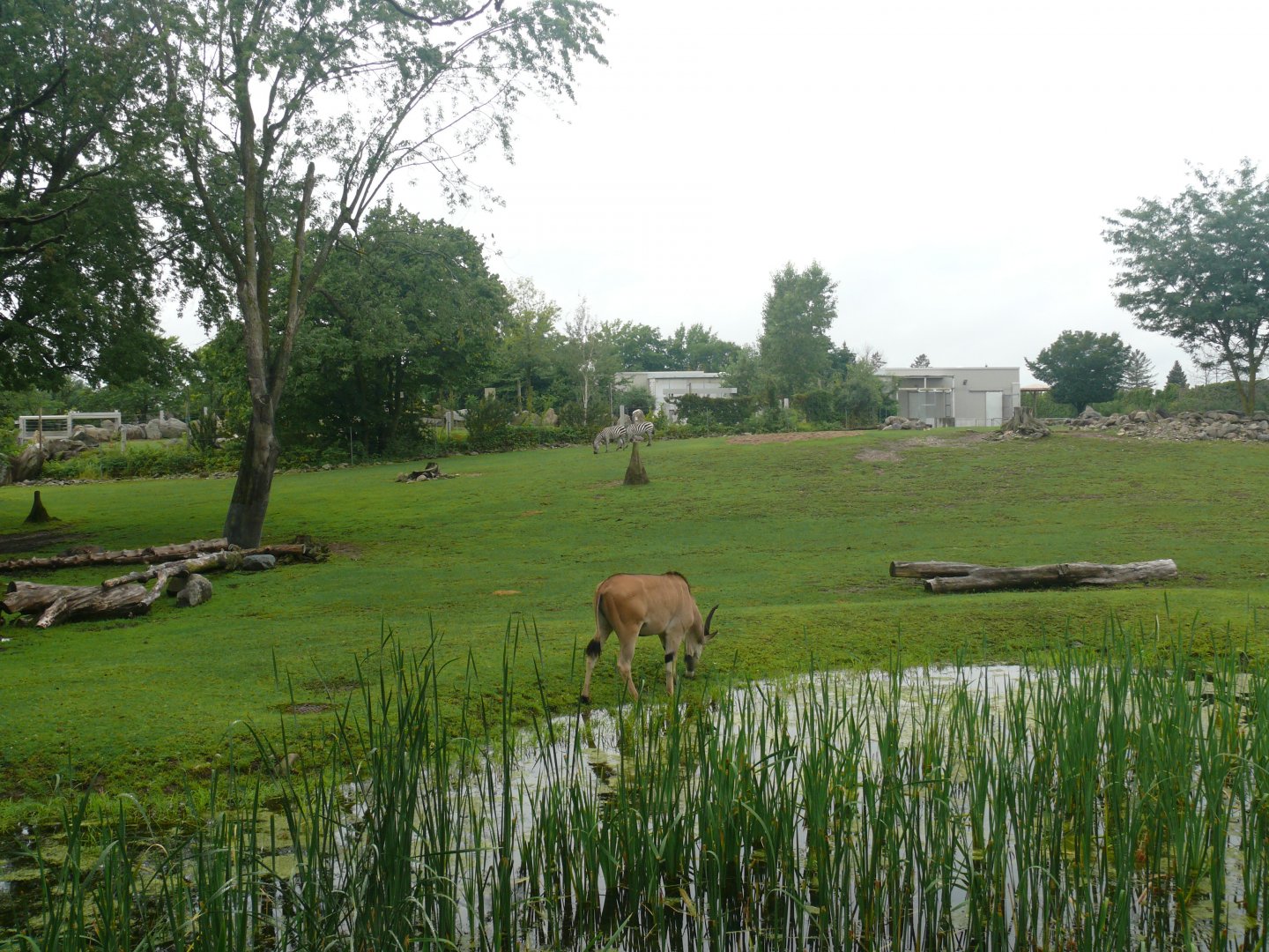 Savanna exhibit - 24-8-2020