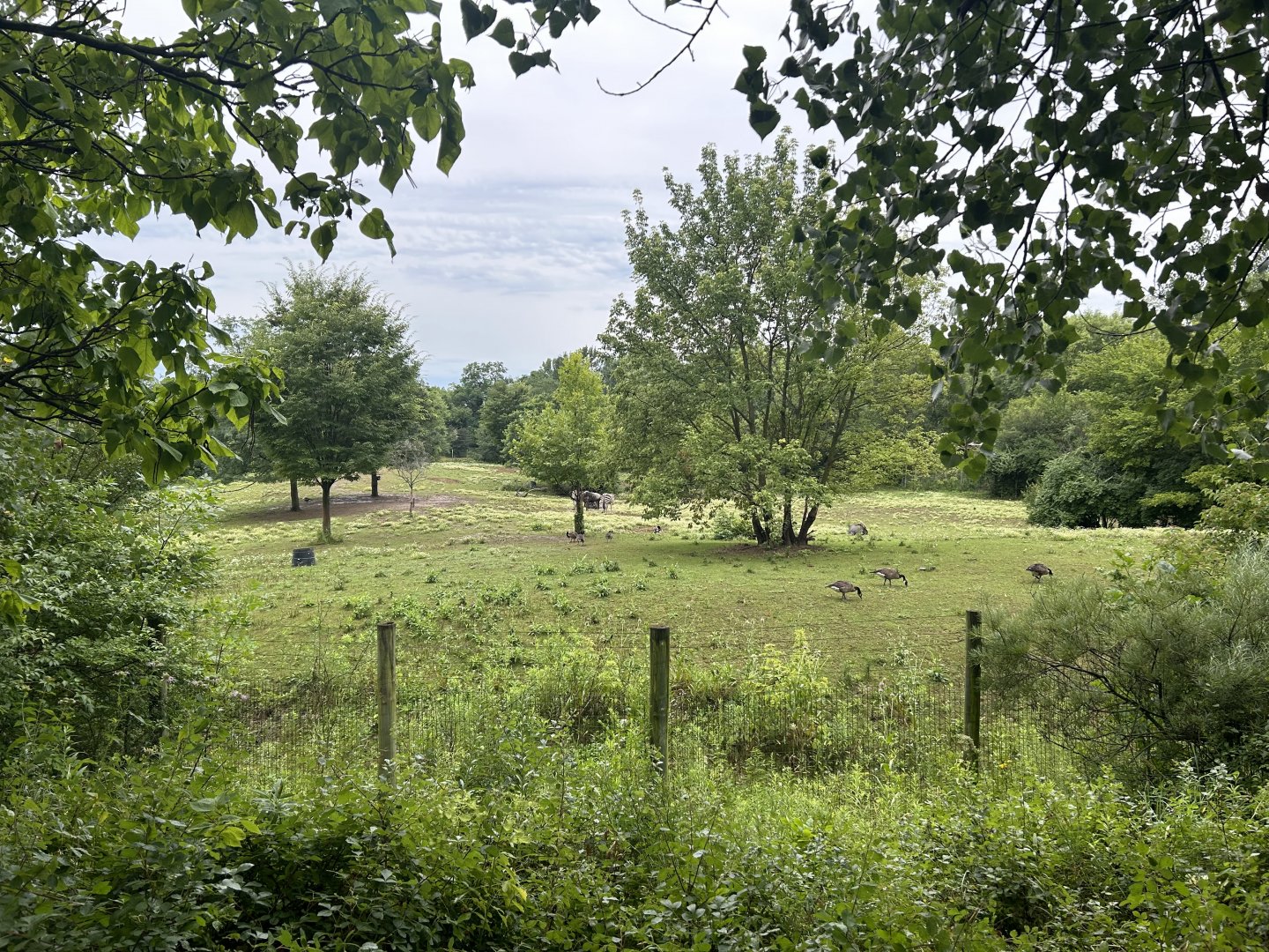 Savanna Exhibit (3 Species) - African Journey
